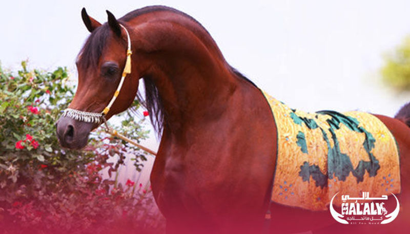 Meet Marwan Al Shaqab: The World’s Most Famous Arabian Stallion
